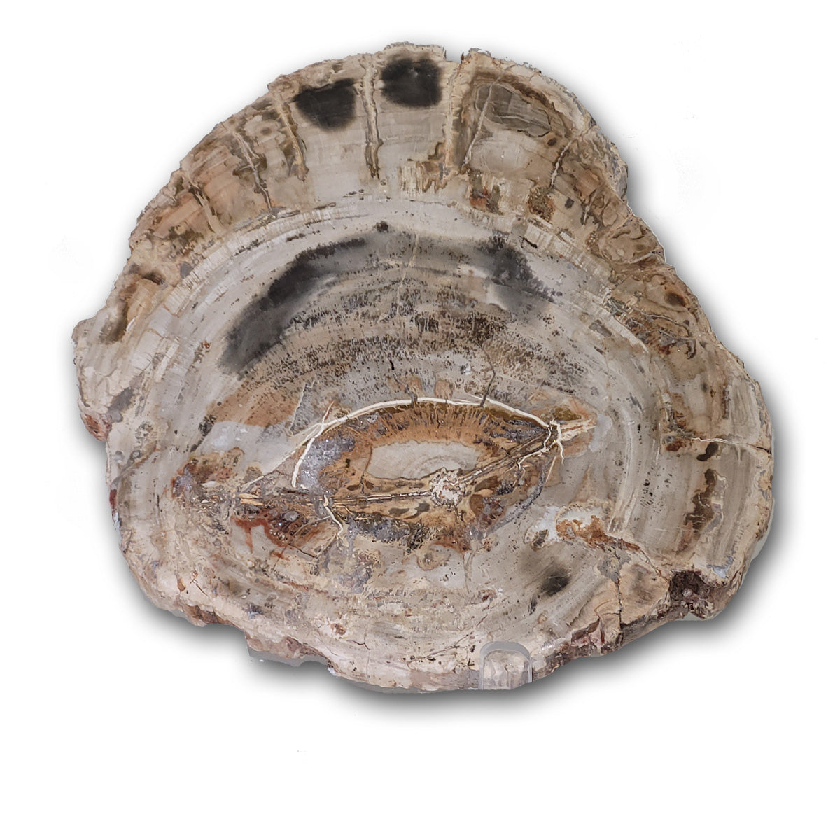 Petrified wood slices for sale