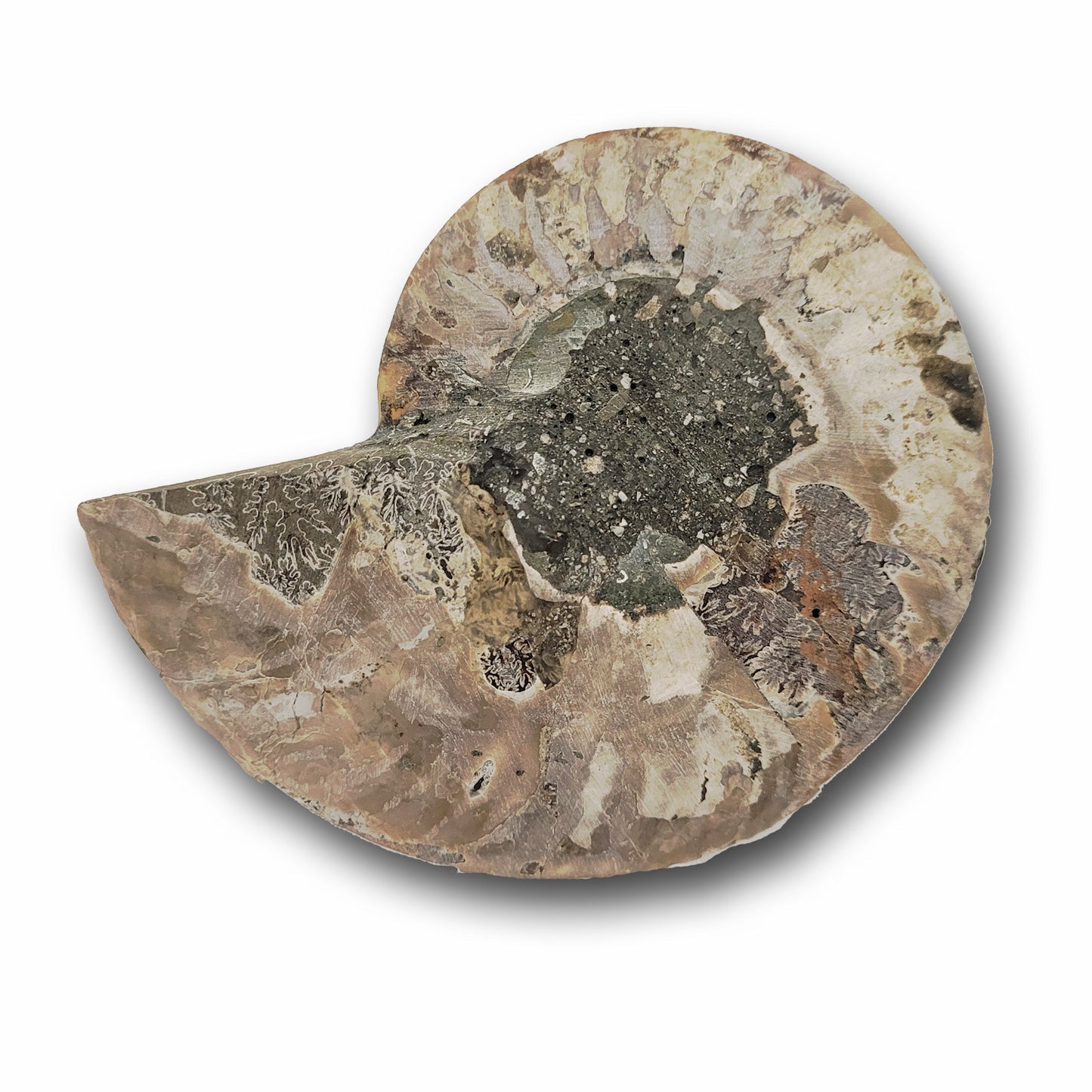 rare ammonite fossils
