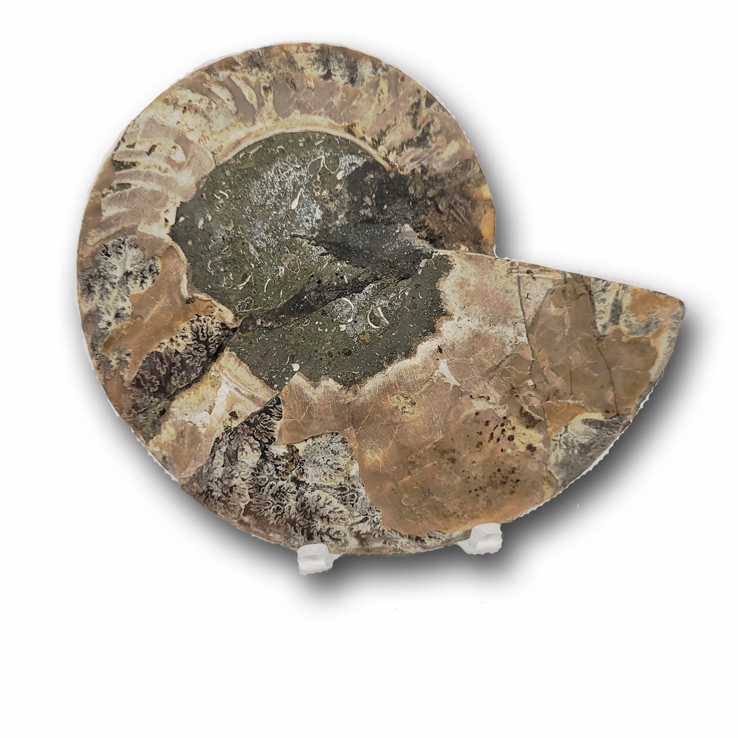 fossils ammonite rare