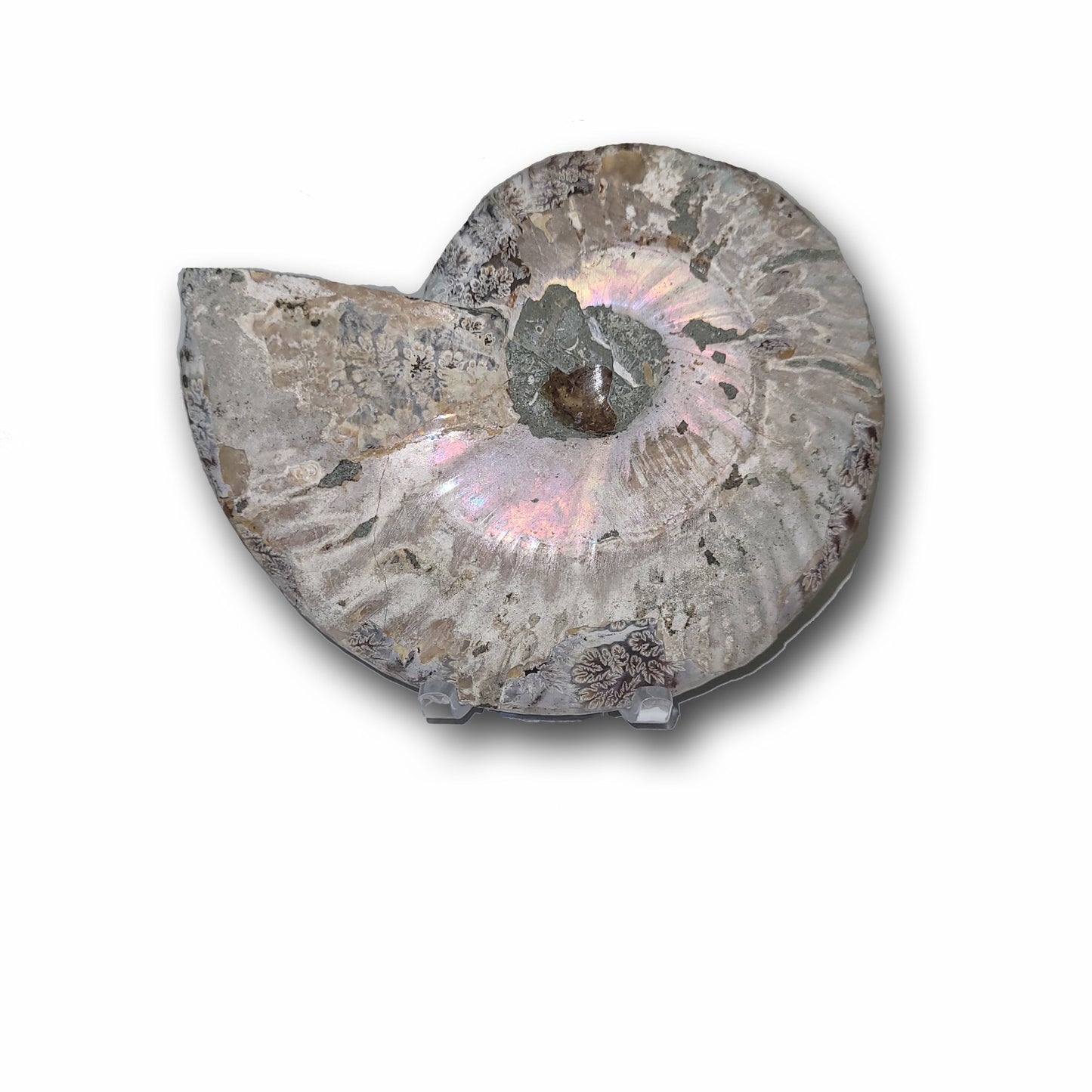 Ammonite fossils with flashy back