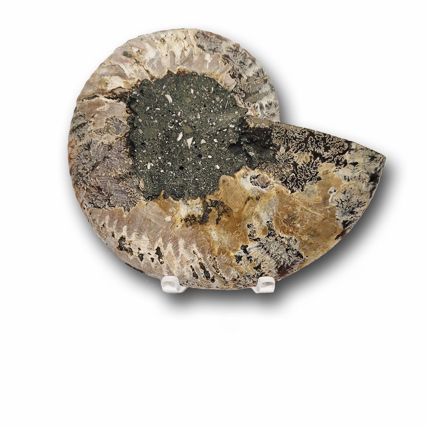 Ammonite Fossils (G Right)