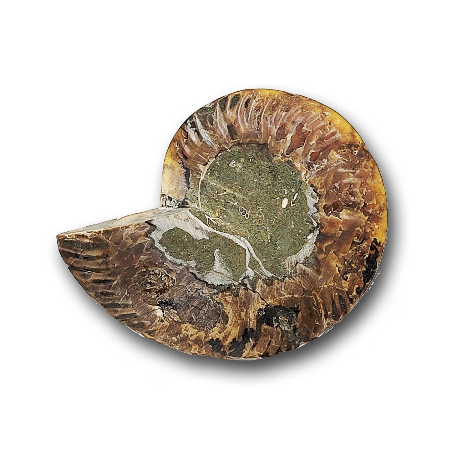 Ammonite Fossil Slice SMALL A (Left)