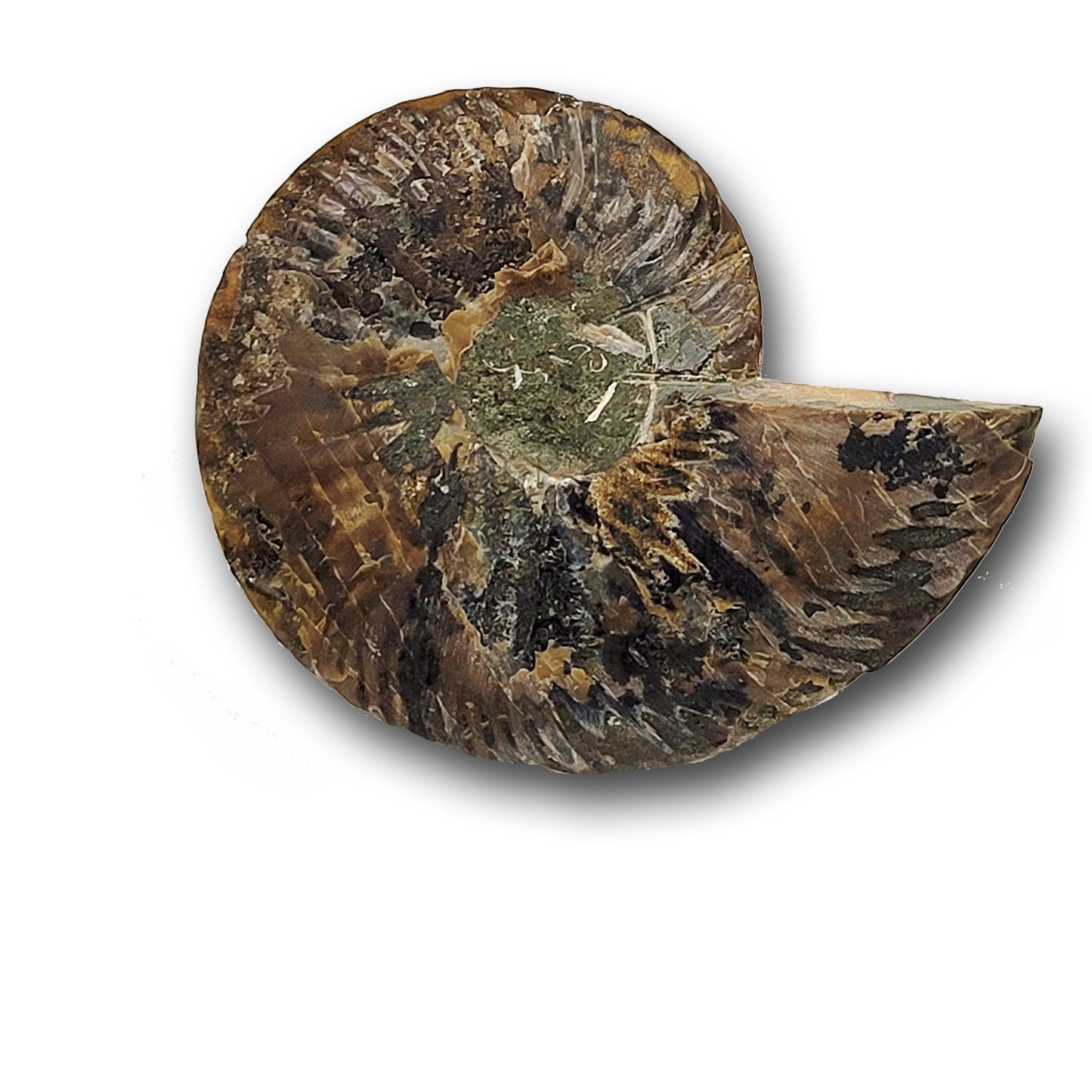 ammonite fossils for sale