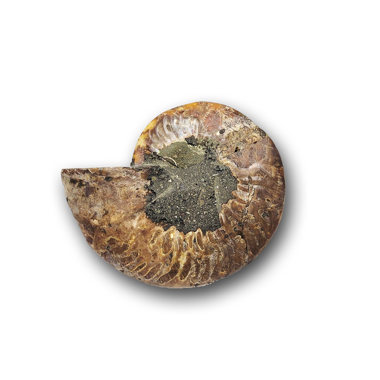 Wholesale ammonite fossils