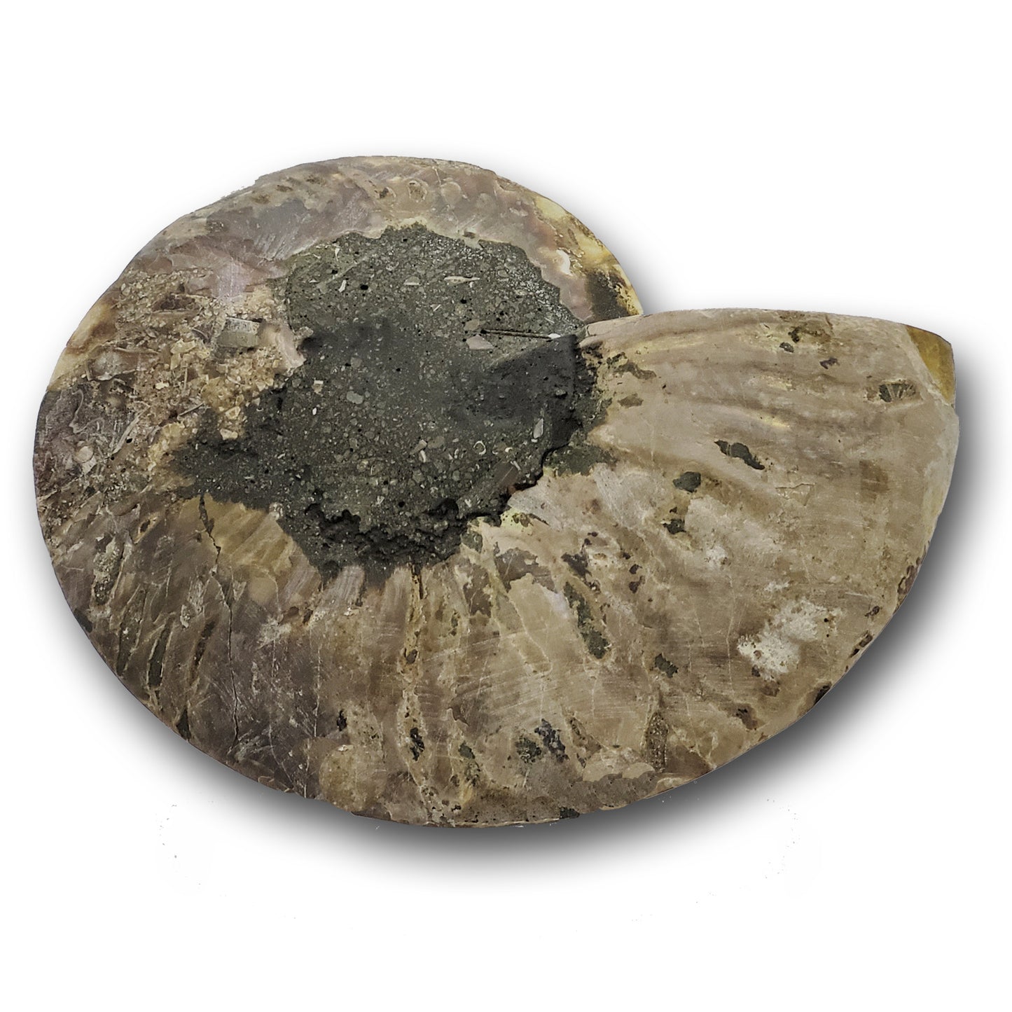 ammonite fossils for sale