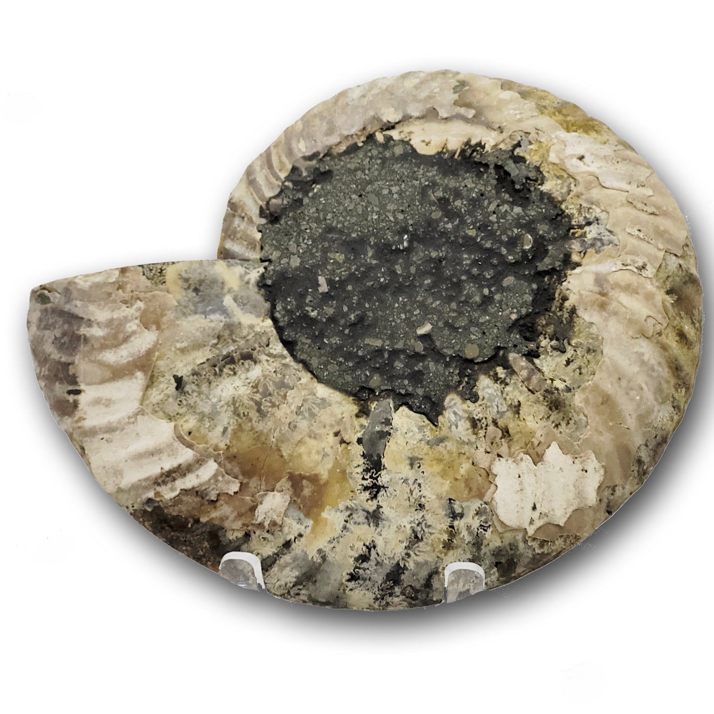 buy ammonite fossils
