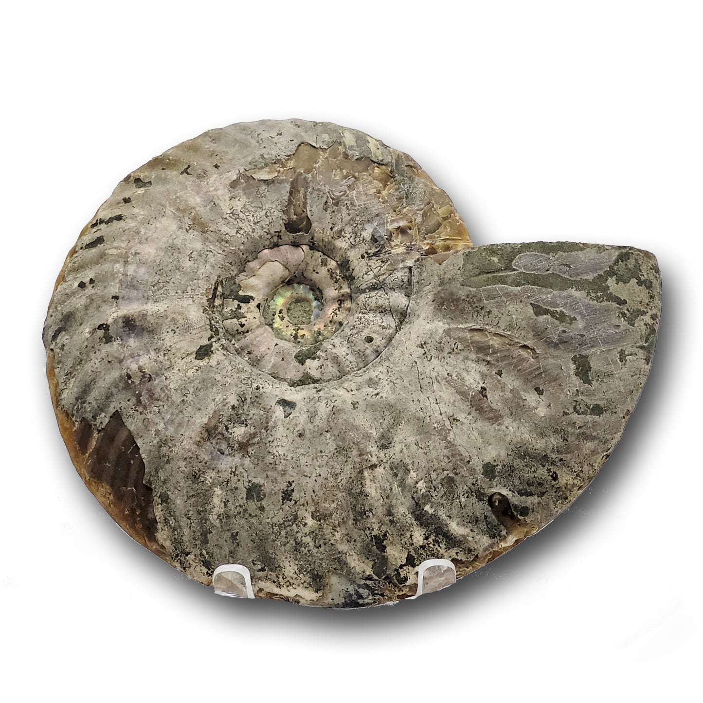 wholesale ammonites for sale