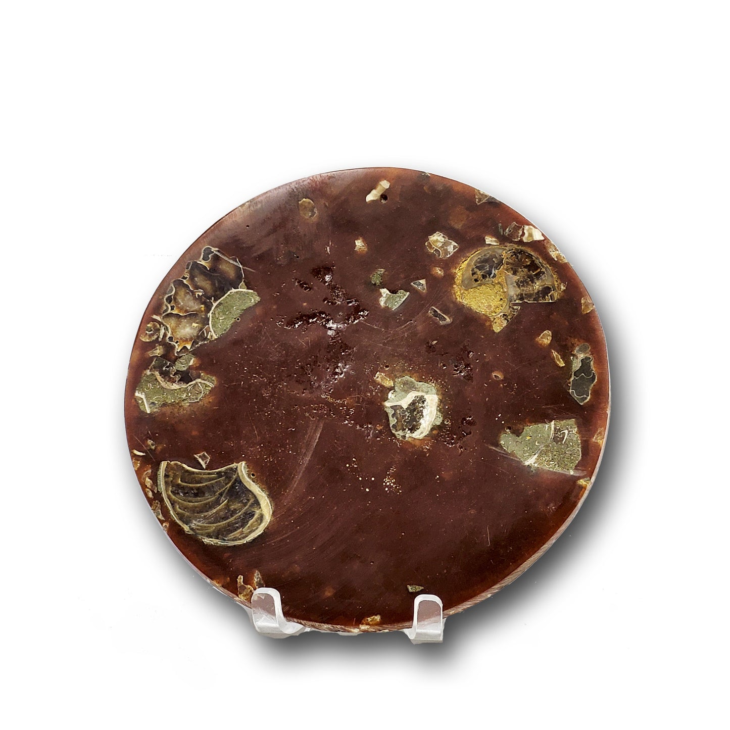 Ammonite Fossil Plates