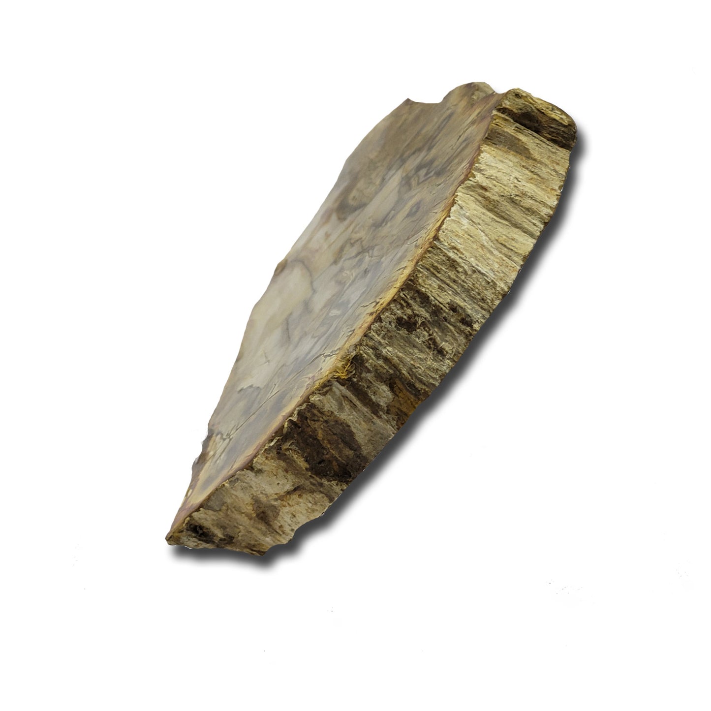petrified wood slice for sale