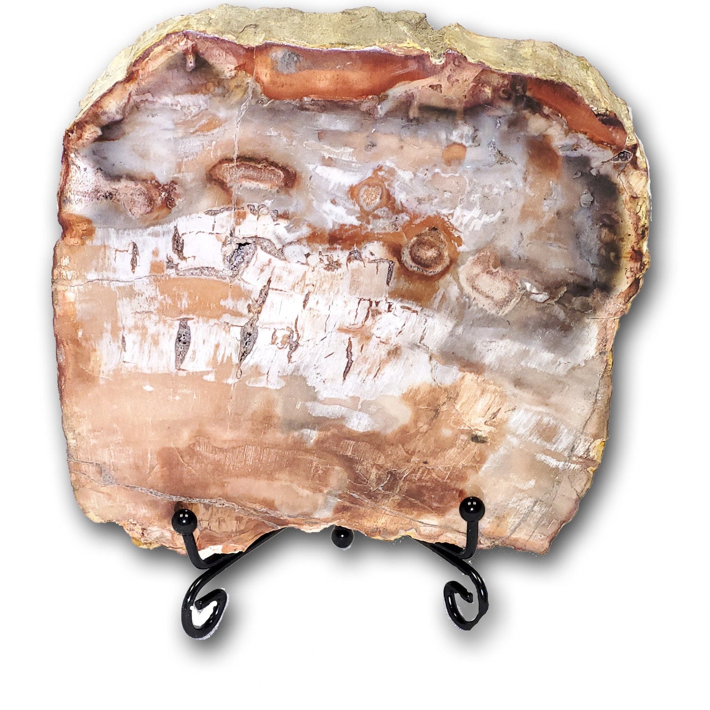 petrified wood slices for sale
