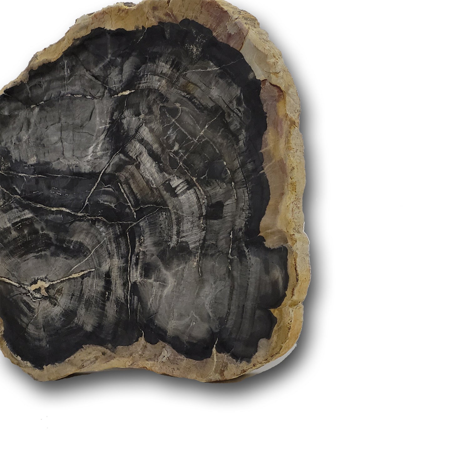 Buy petrified slabs wholesale