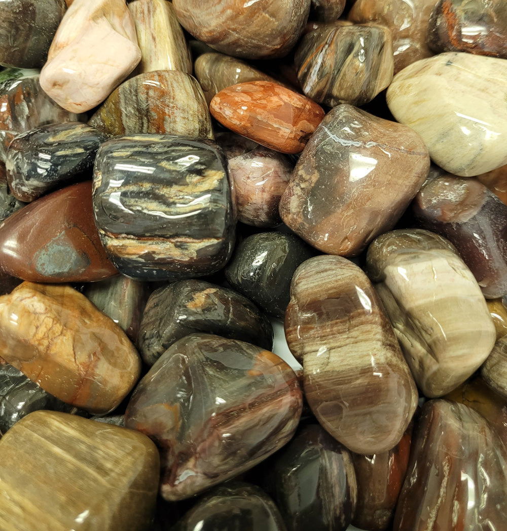Petrified wood tumbles foe sale