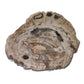 Petrified fossil wood slab 
