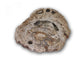 Buy bigfoot petrified wood slabs