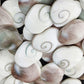 Shells Shiva Hearts