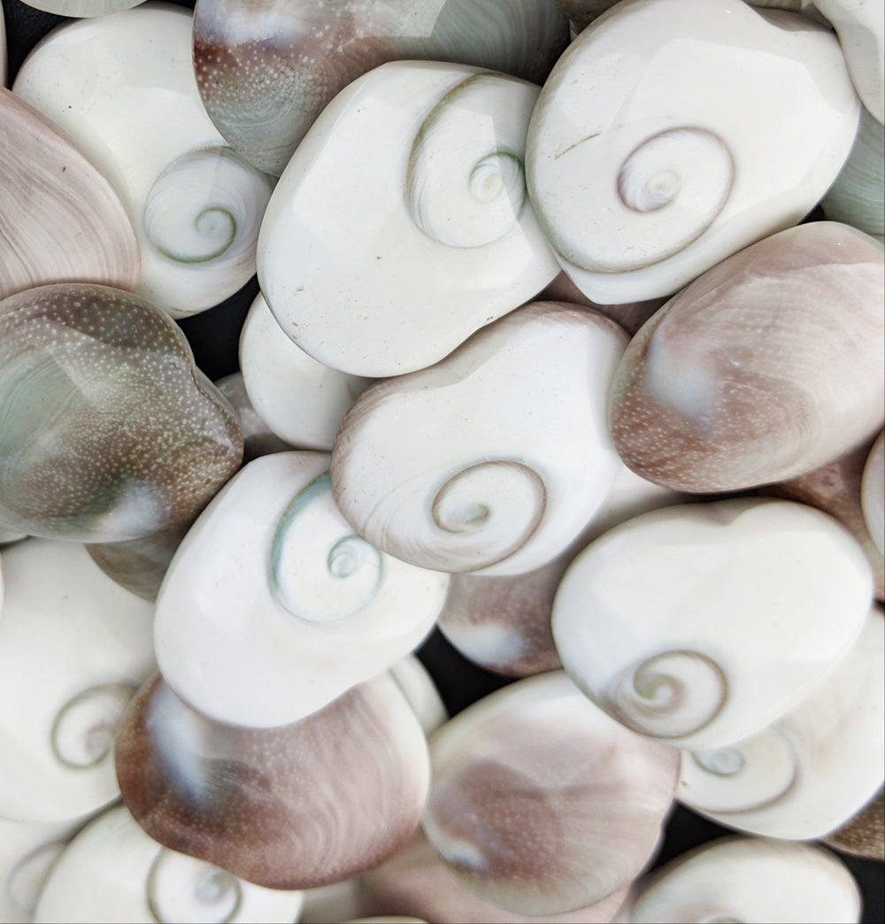 Shiva Shell Small Shiva Shells Hearts – D.B.C. and More