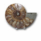 ammonite fossils for sale