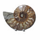 beautiful ammonite fossils for sale