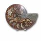 Ammonite fossils
