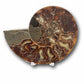 Ammonite Fossils (G Right)