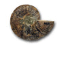 ammonite fossils for sale