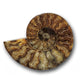 small ammonite fossils for sale