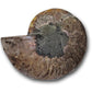 Bulk ammonite fossils for sale