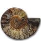 Ammonite fossils for sale