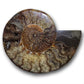 Large ammonite slices