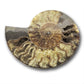 large ammonite fossil for sale