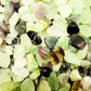 fluorite stones for sale