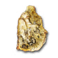 buy petrified wood fossils