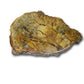 fossils petrified wood for sale