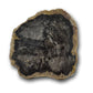 Petrified wood slices for sale