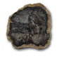 Petrified tree wood slices