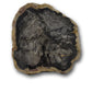 Fossils petrified wood slices