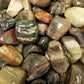 Petrified wood tumbles foe sale