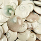 Bulk Shiva Shells