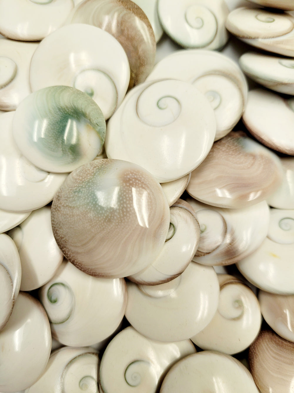 Shiva Shell Small Shiva Shells Round – D.B.C. and More