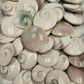 buy shiva shells