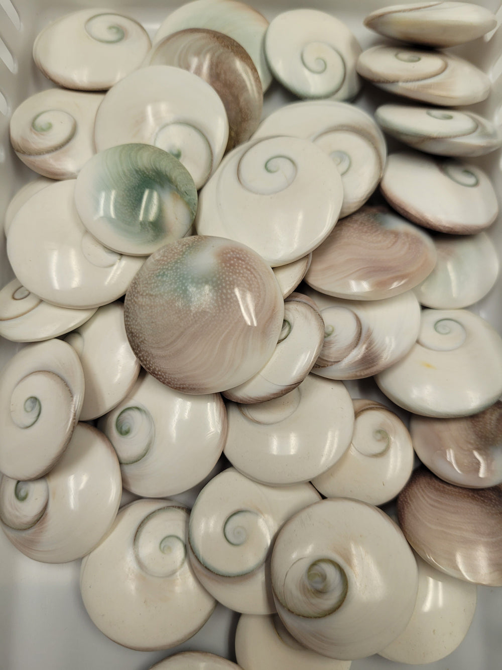 Shiva Shells Round – D.B.C. and More